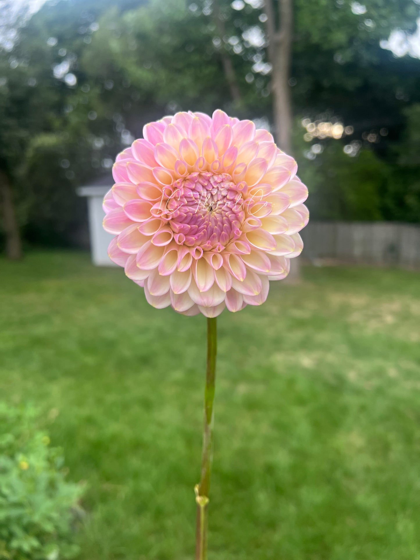 Arnside Rose