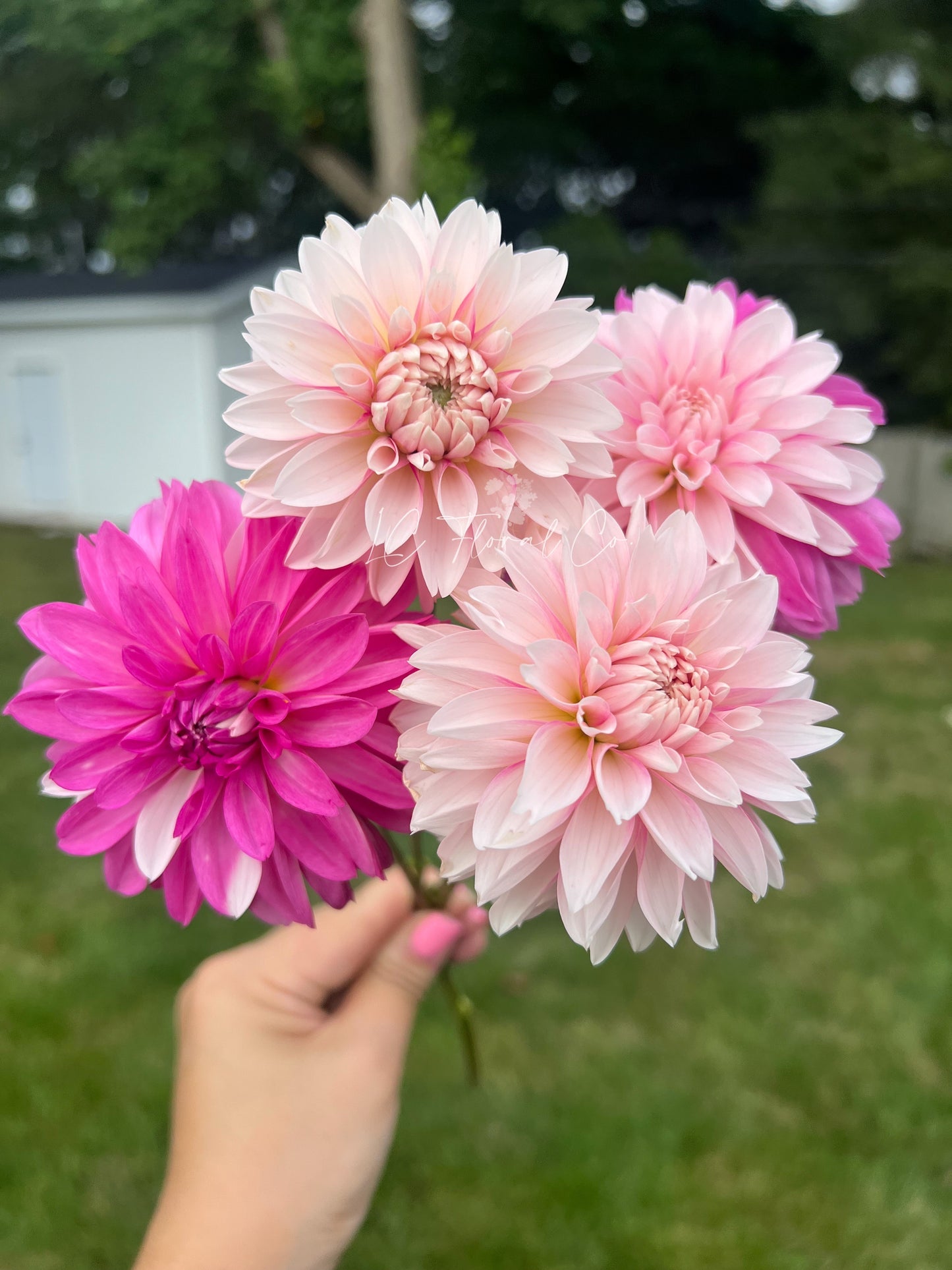 Budapest Blush