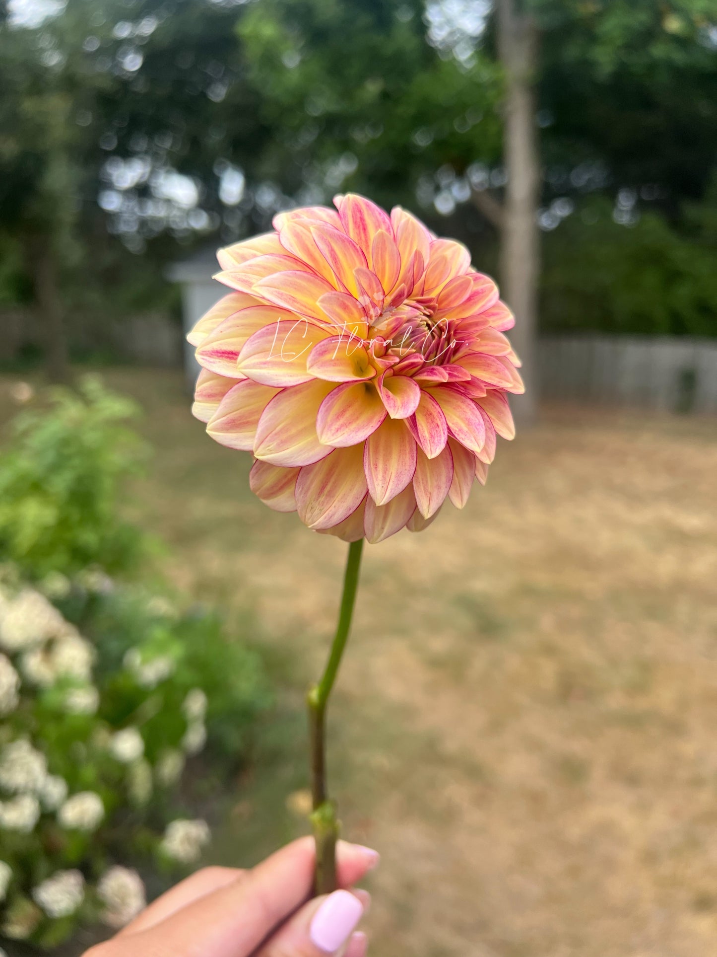 RM Raspberry Twinkle