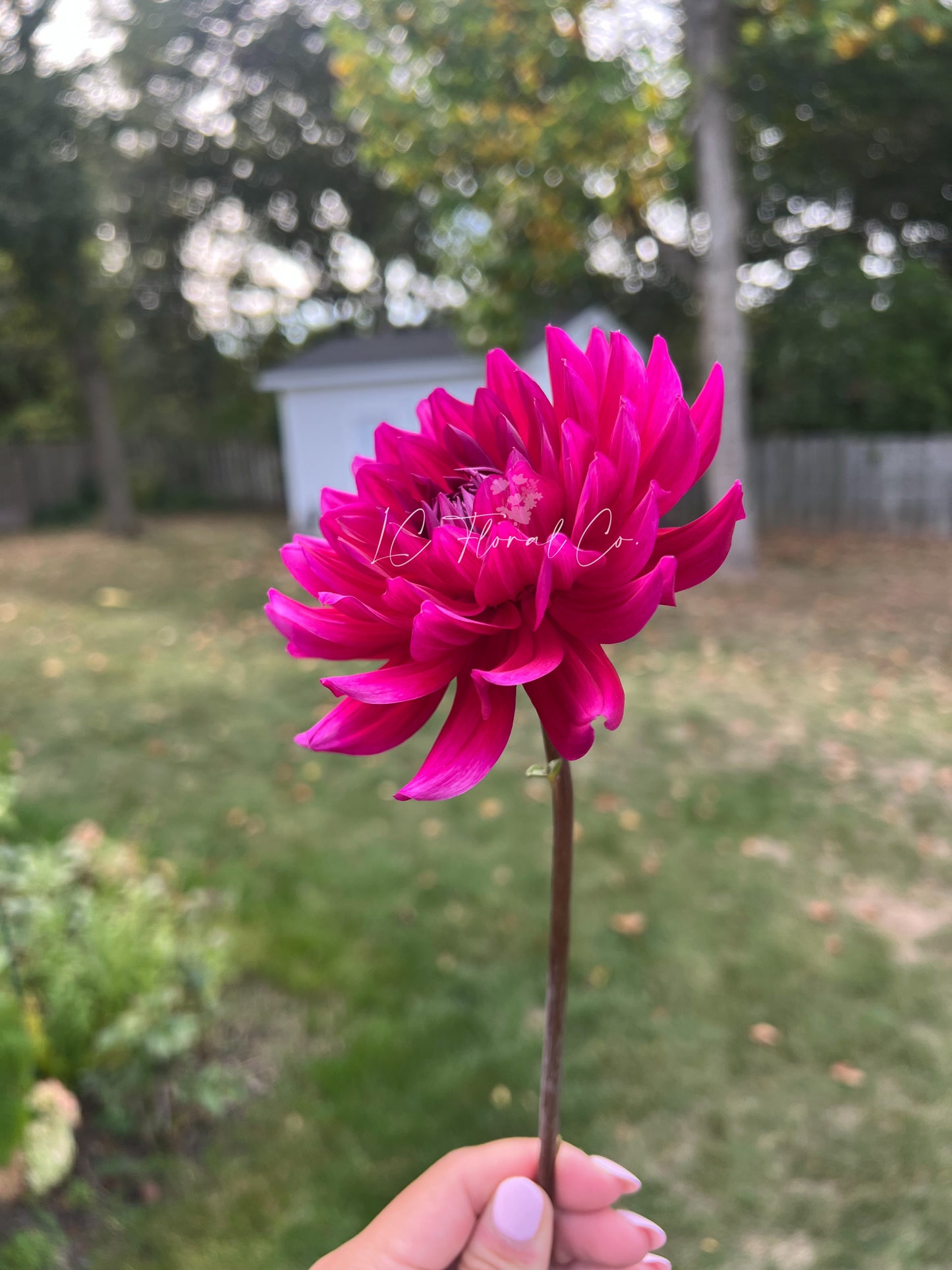 Hollyhill Pandora