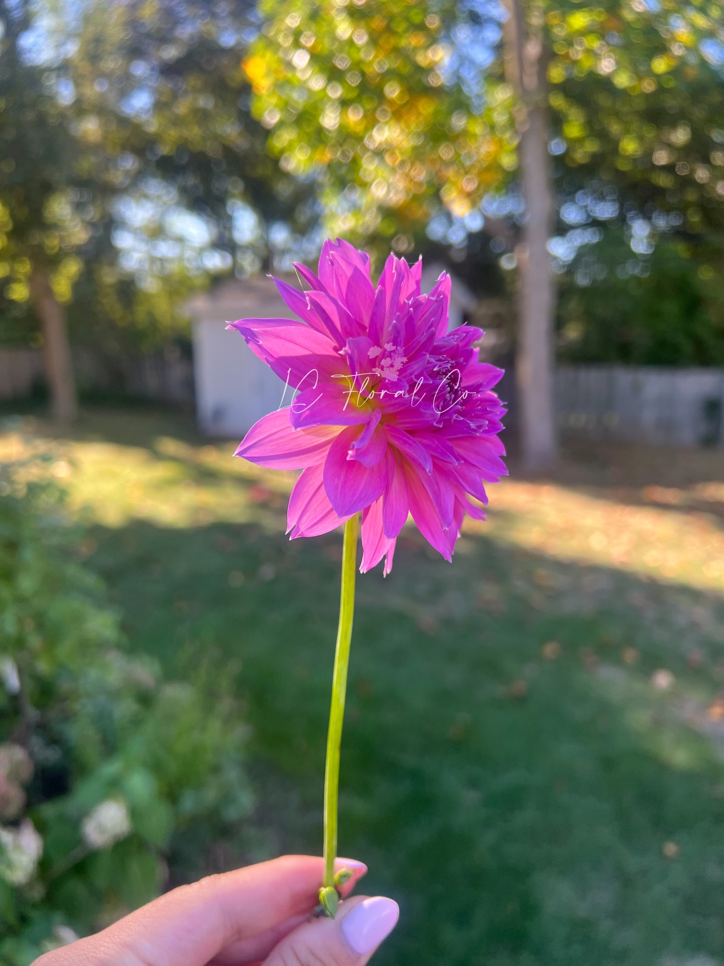 Lee’s Dragonfruit Fizz