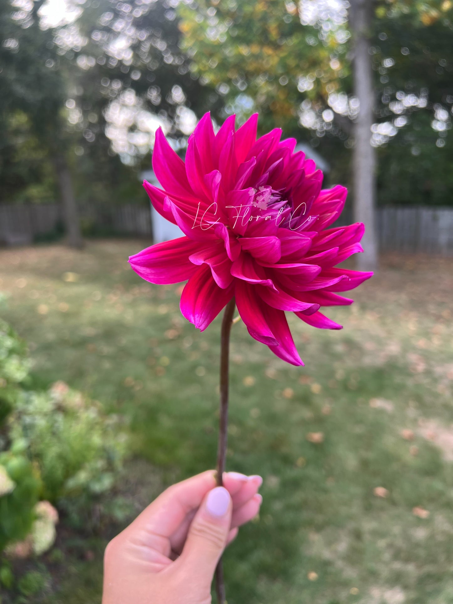 Hollyhill Pandora