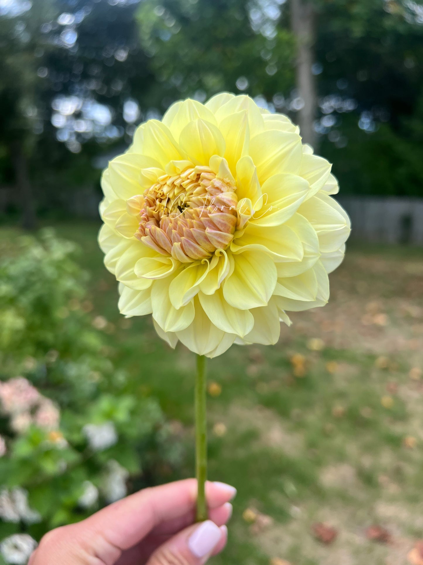 LTF Lemon Blush