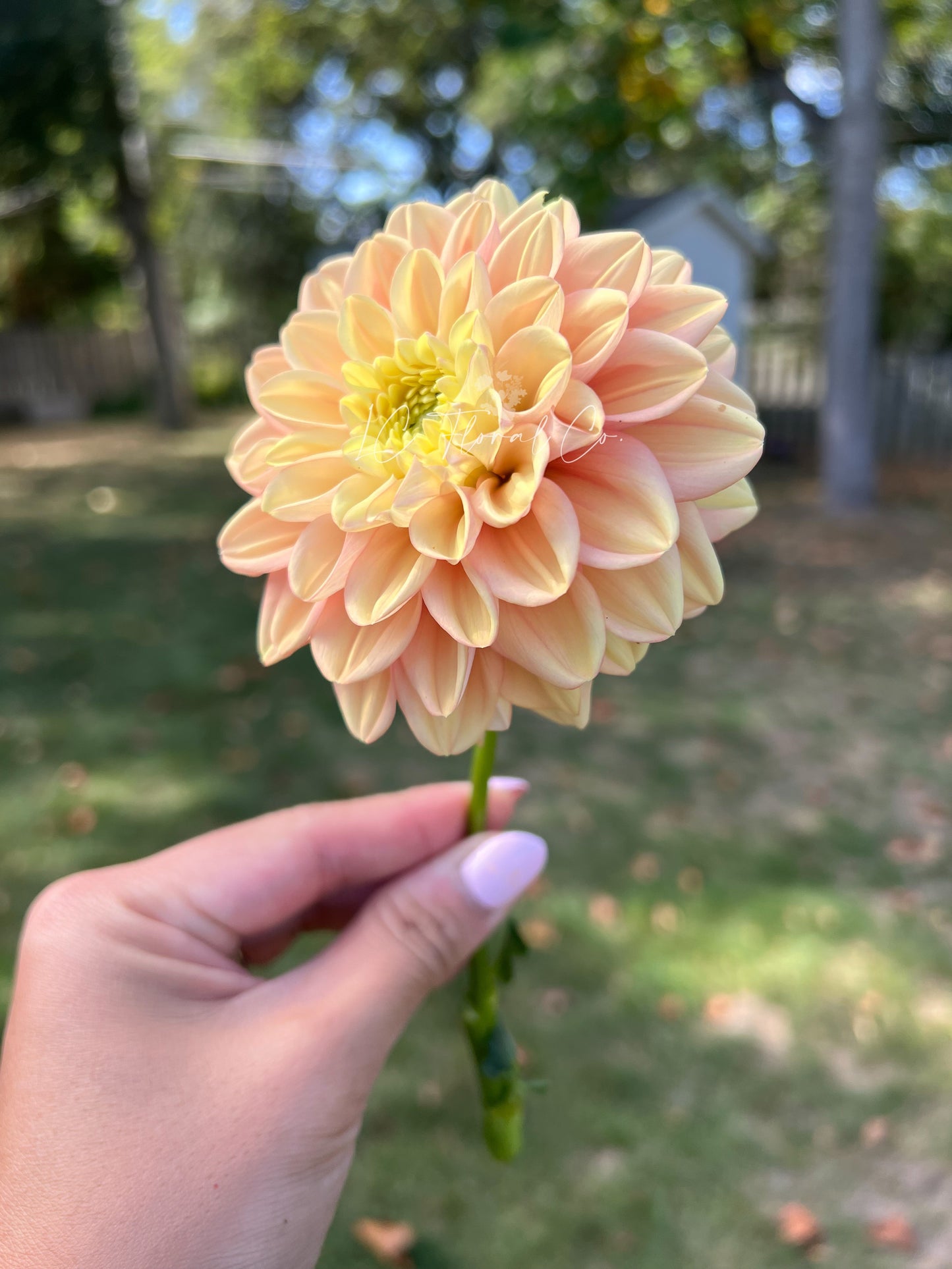 Florelie Kindness