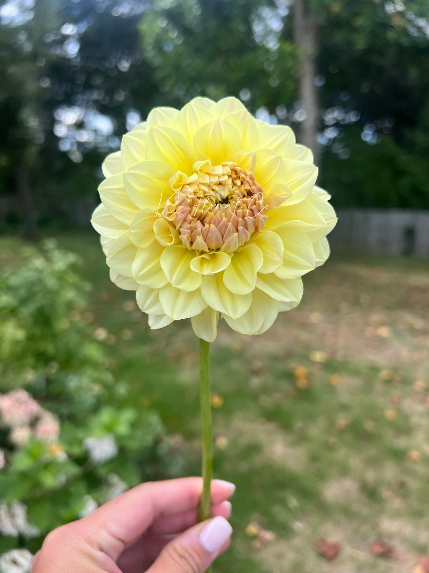 LTF Lemon Blush