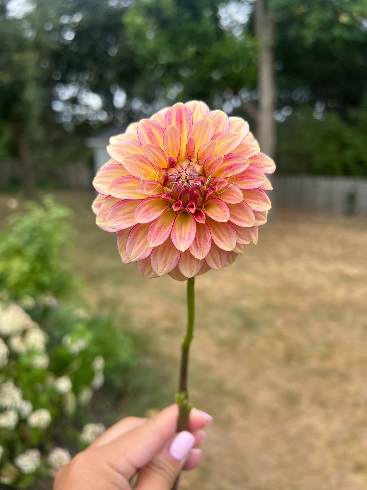 RM Raspberry Twinkle