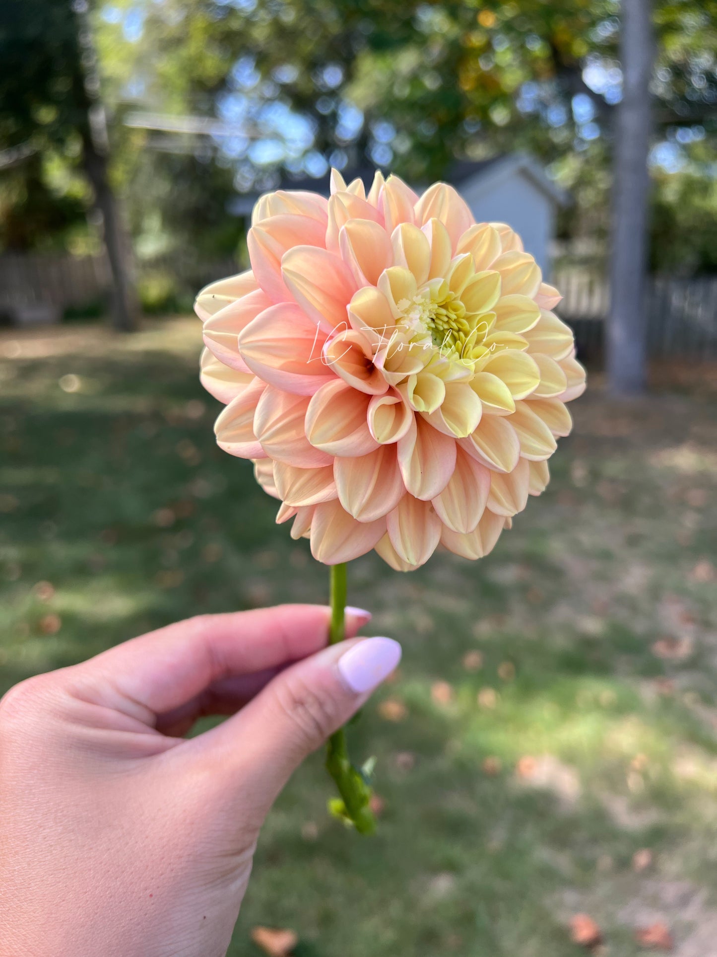 Florelie Kindness
