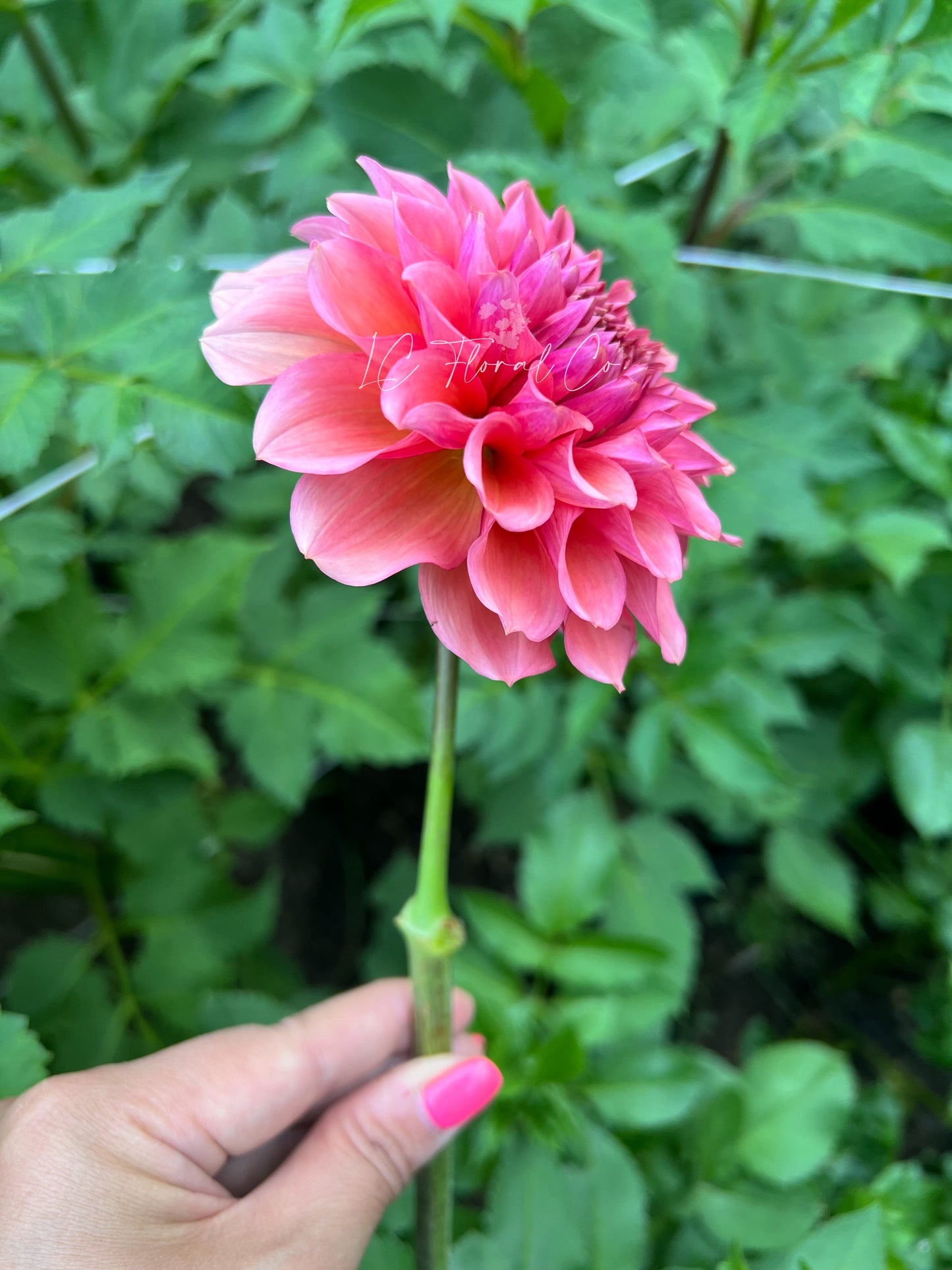 RM Pink Sugar - LIMIT 1 PER HOUSEHOLD