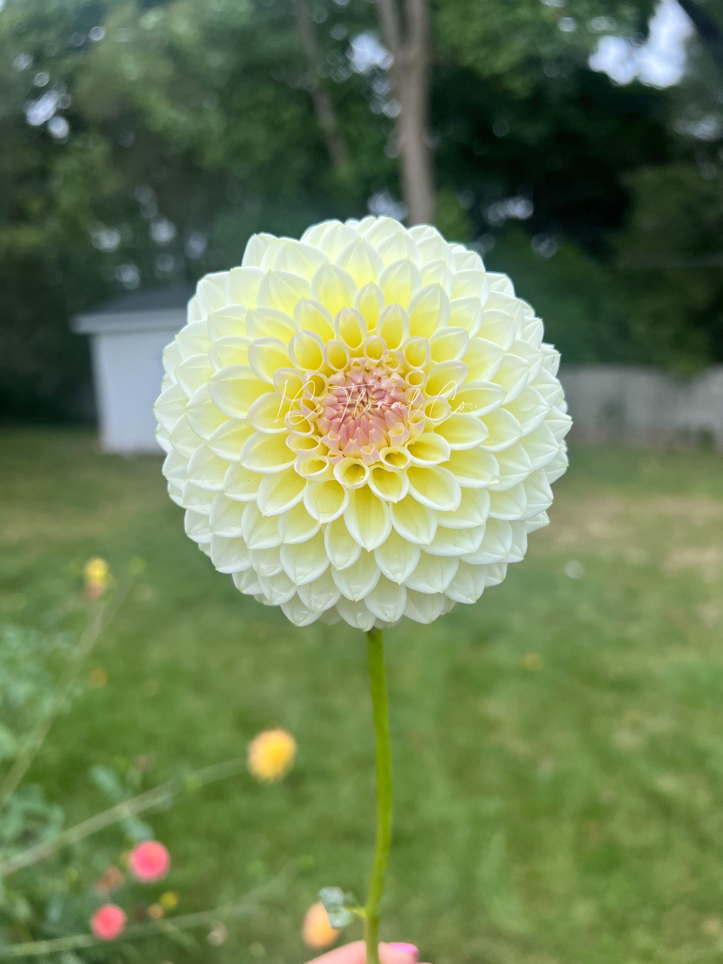 Cream Diane