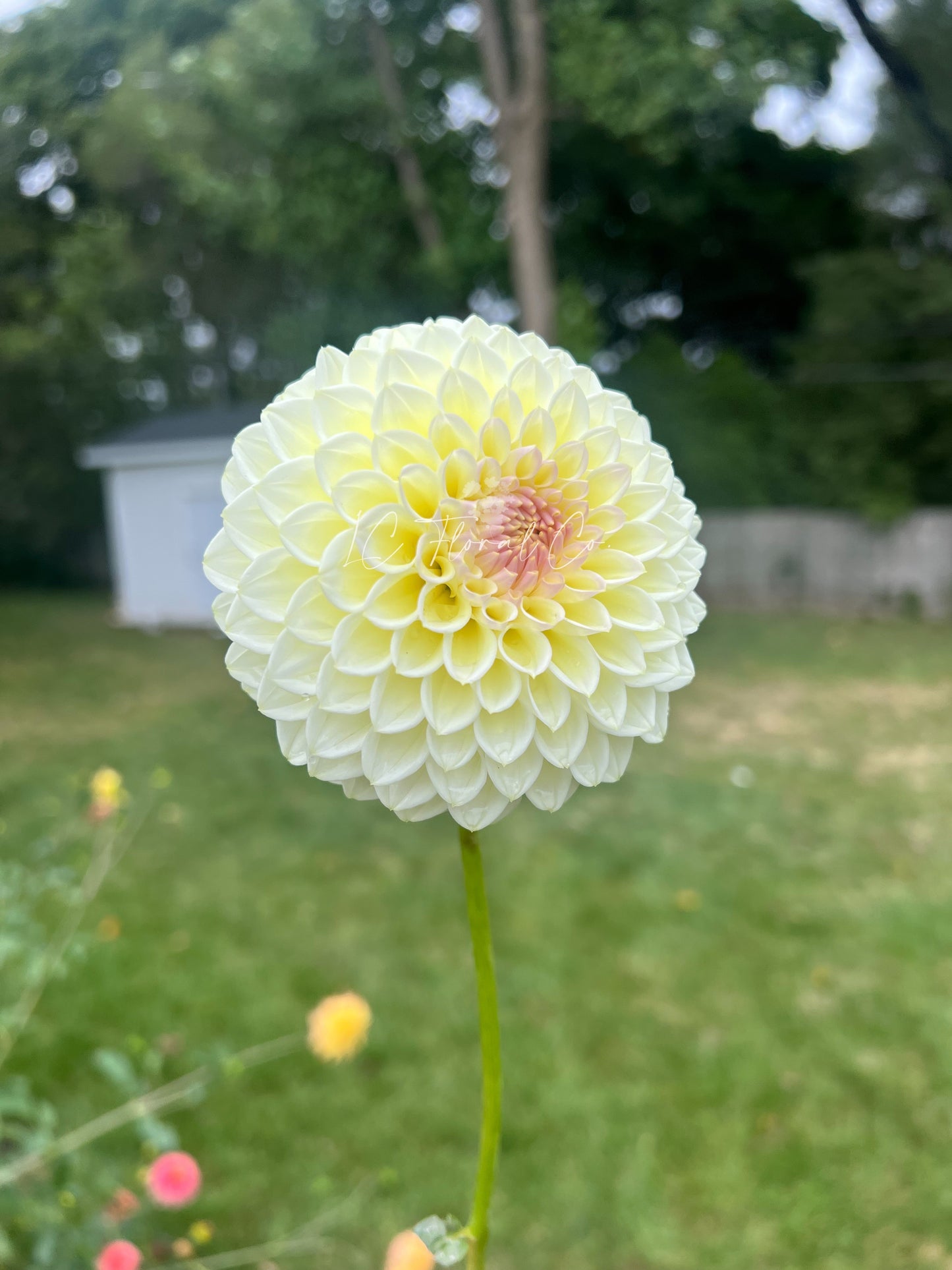 Cream Diane