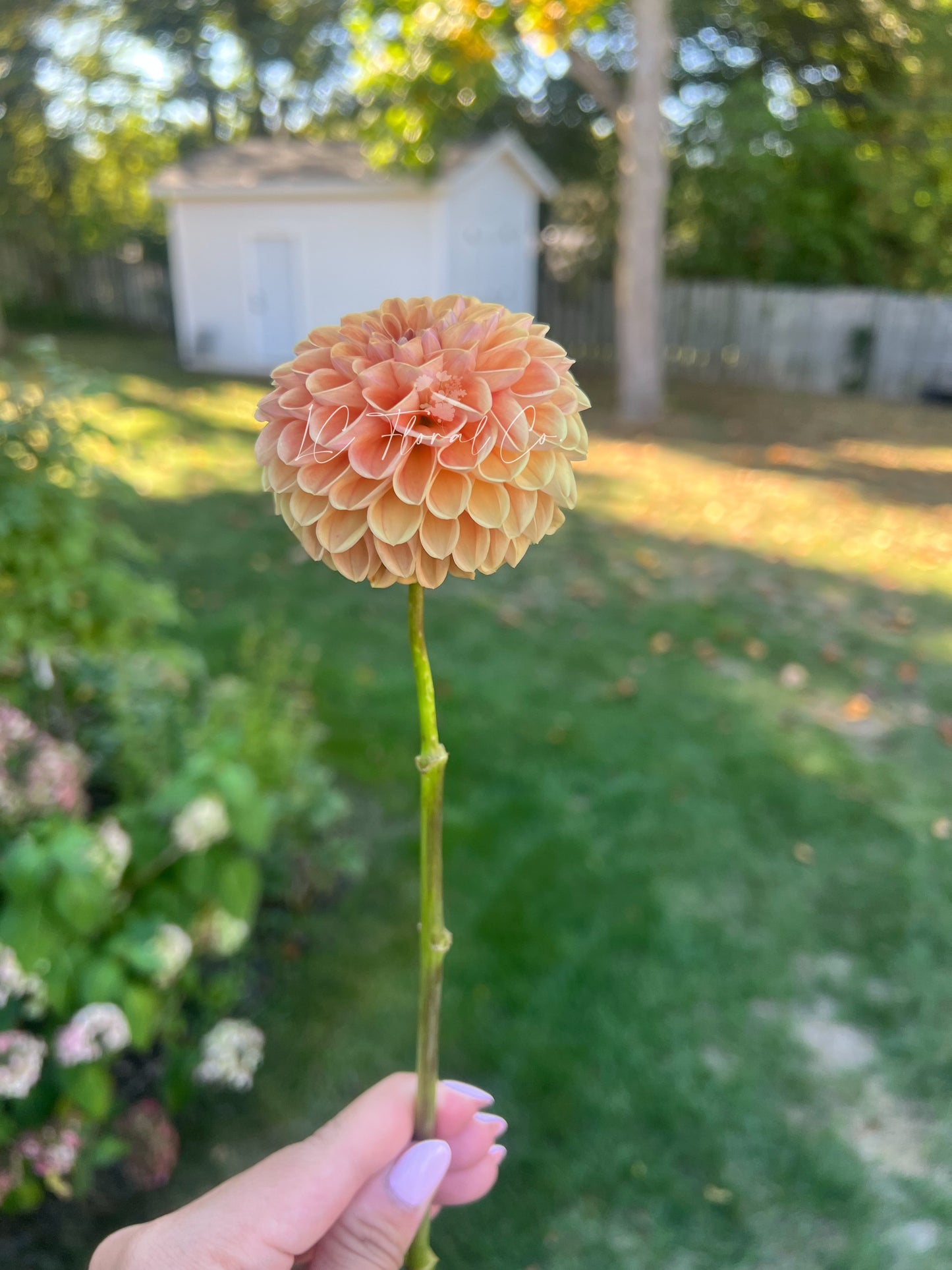 Beehive