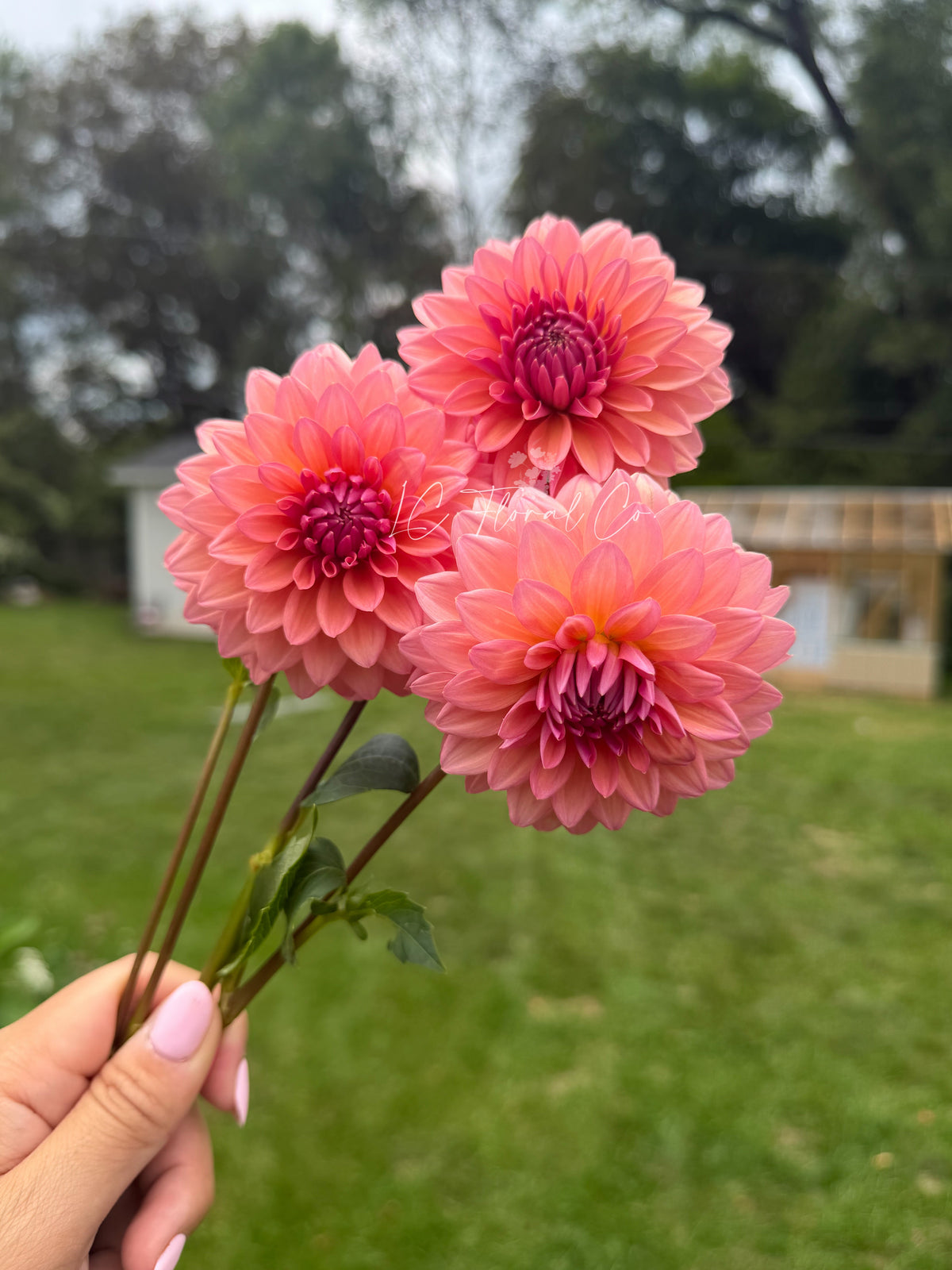 Lee’s Peach Paradise