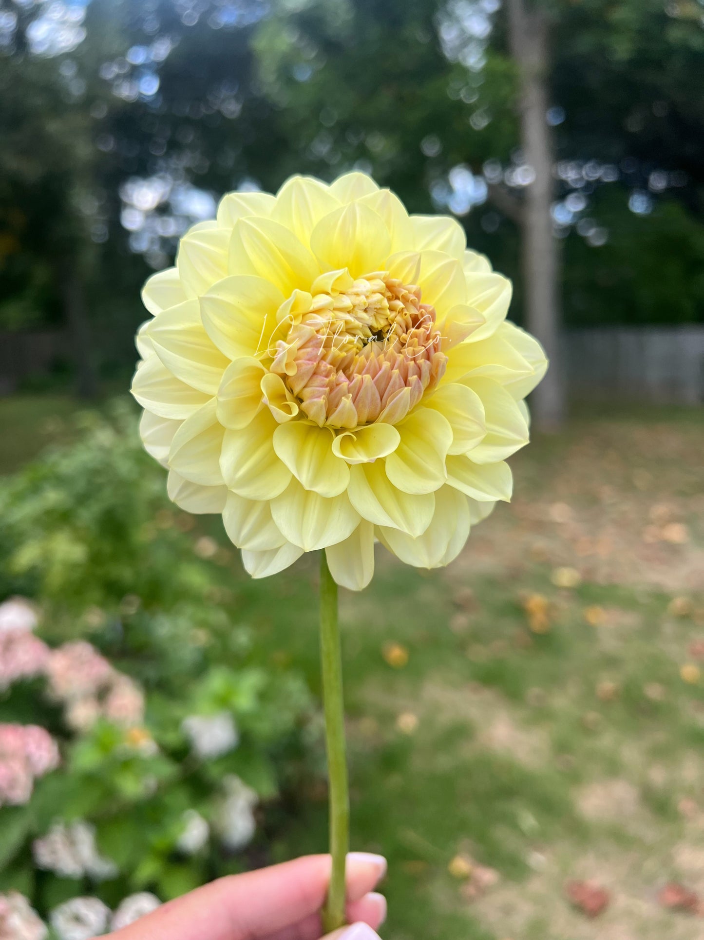 LTF Lemon Blush