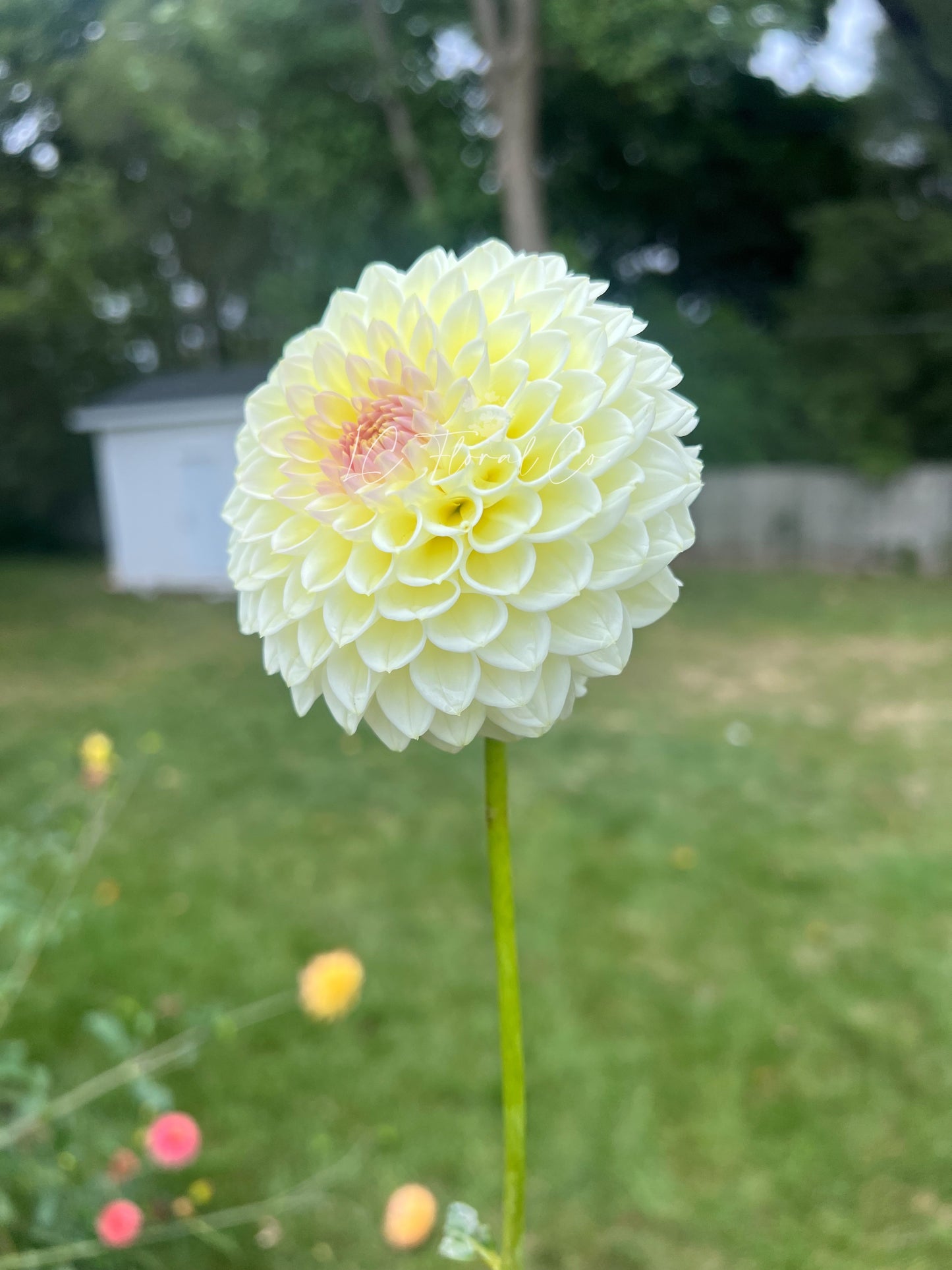 Cream Diane