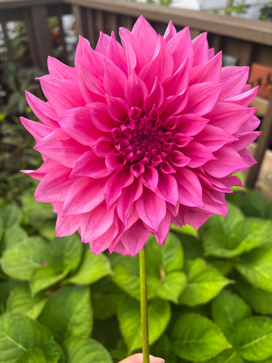 Café Au Lait Rose