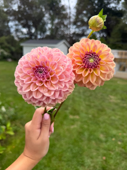 Carpe Dahlia Summer Blush