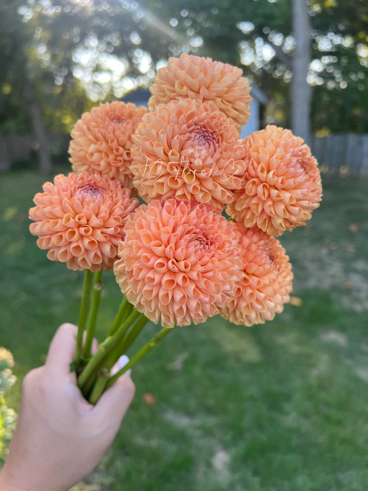 Ms Honey