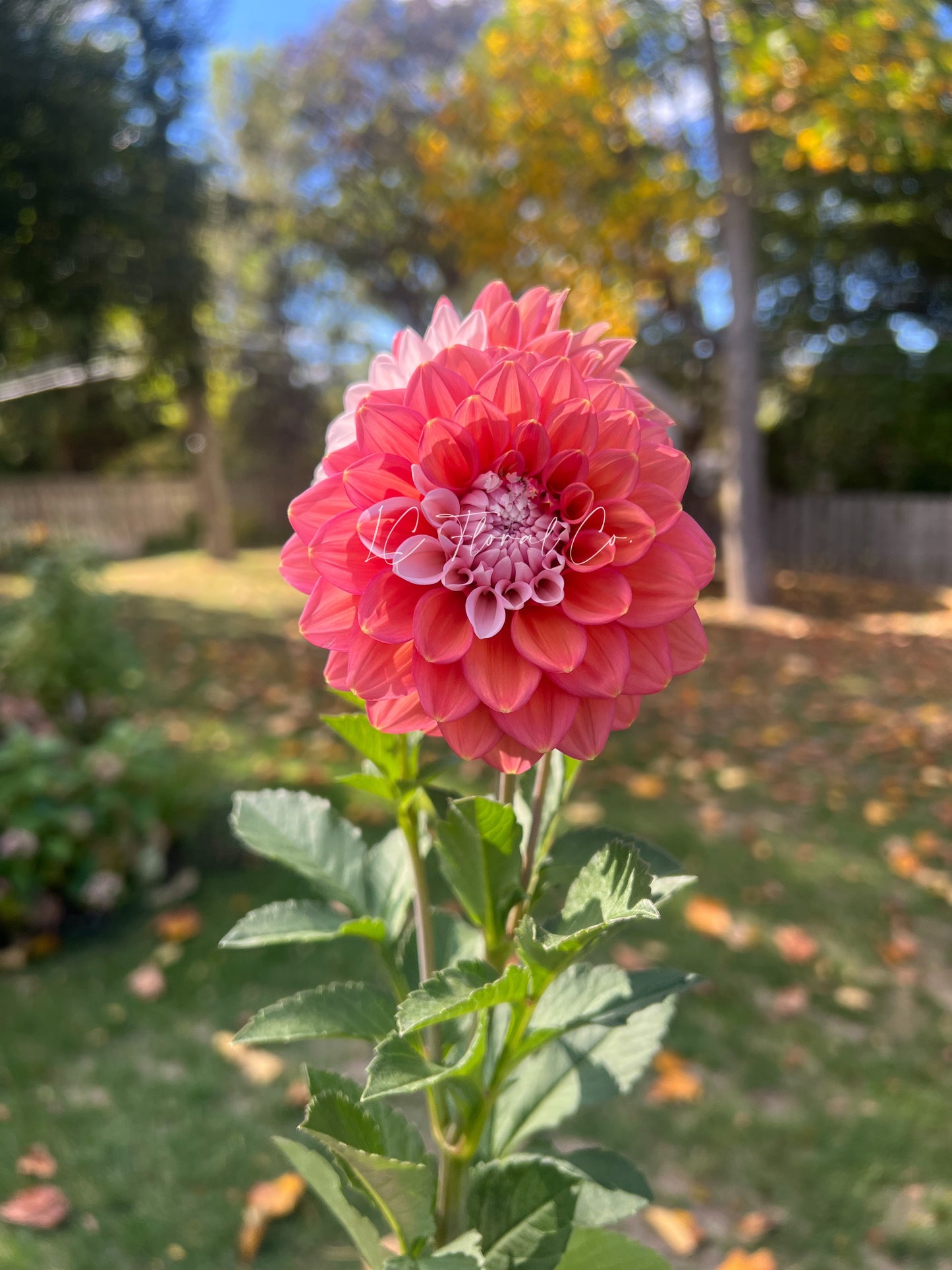 Apple Blossom (Double)