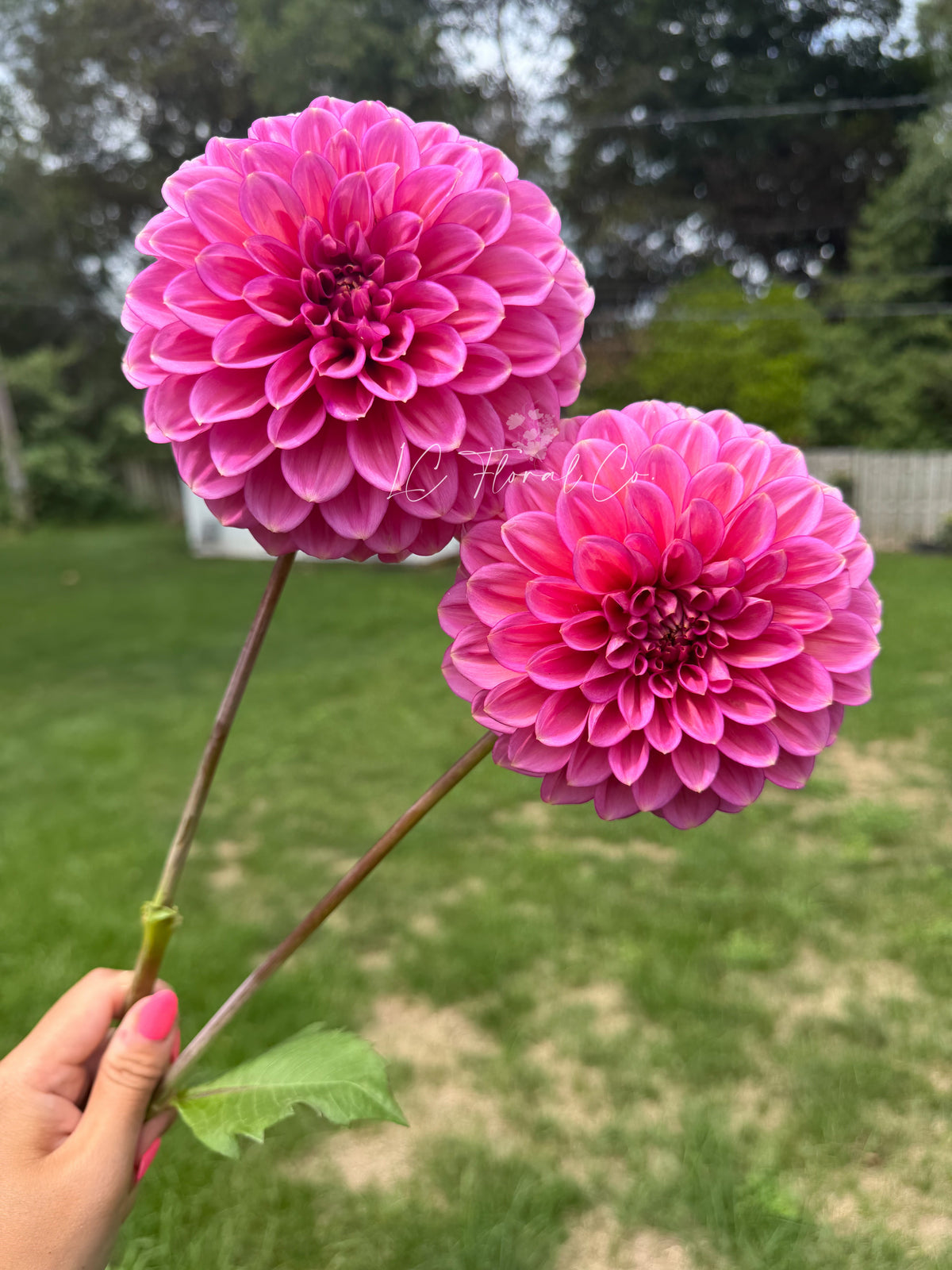 Florelie Guava