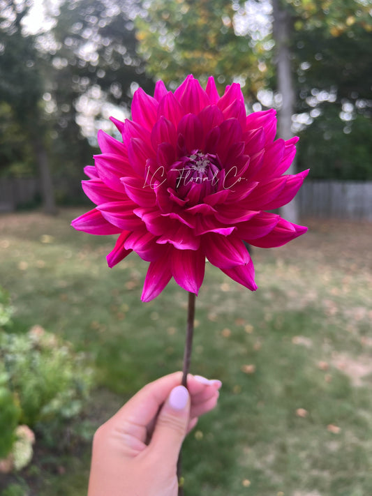 Hollyhill Pandora