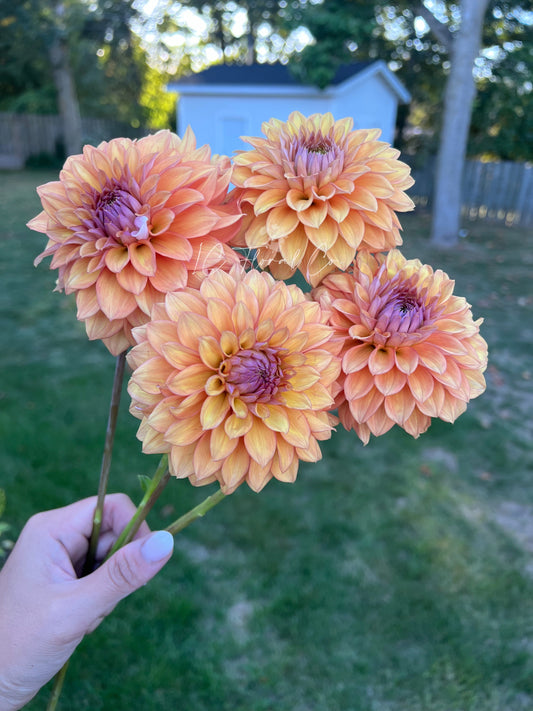 Misfit Kaleidoscope