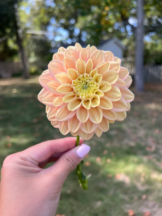 Florelie Kindness