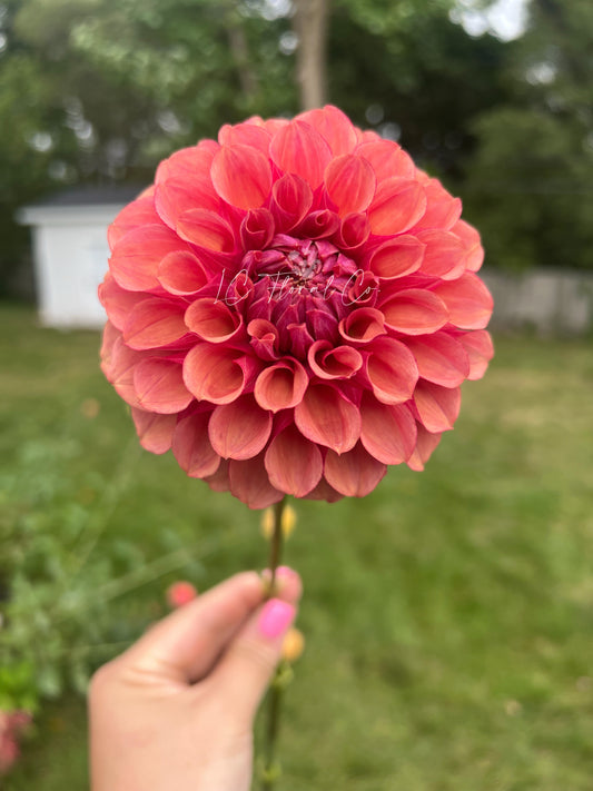 Burfoot Desert Rose