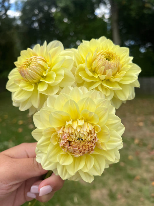 LTF Lemon Blush