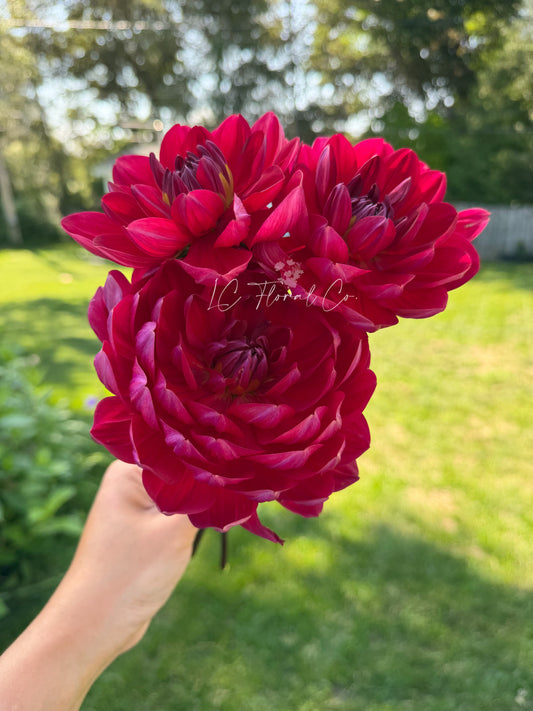 Hollyhill Rose Red 2