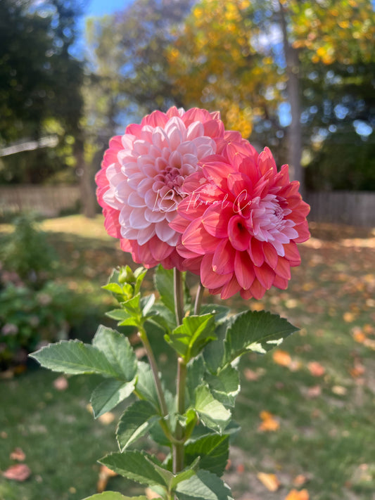 Apple Blossom (Double)