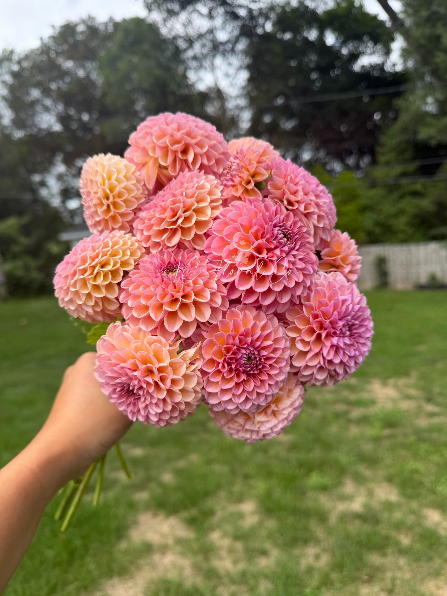 KA’s Boho Rose