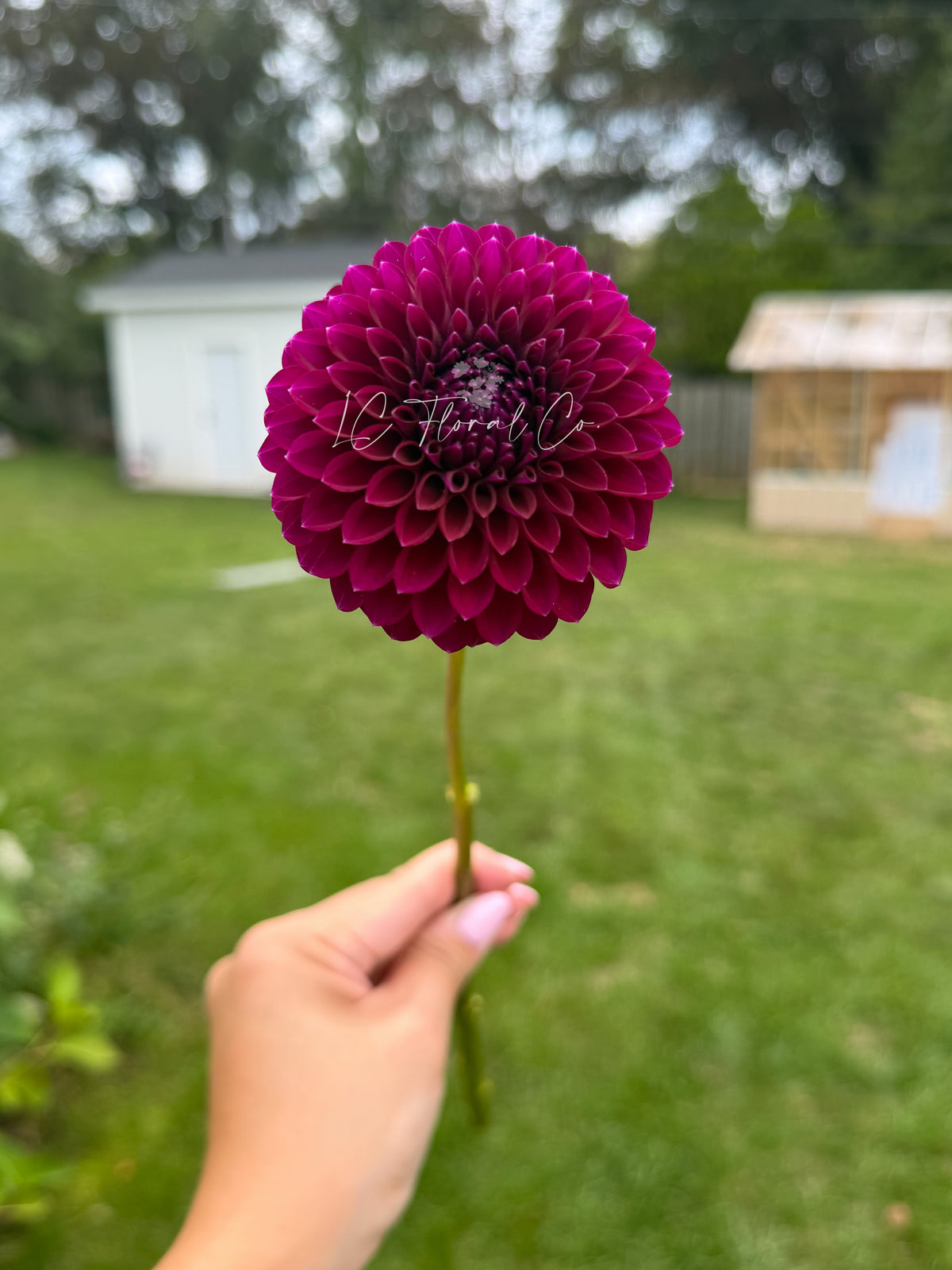 Saddlerock Tiny Giant