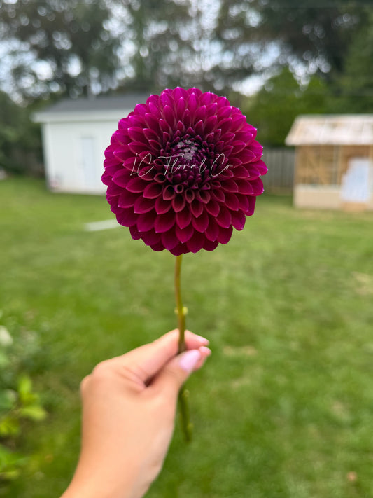 Saddlerock Tiny Giant