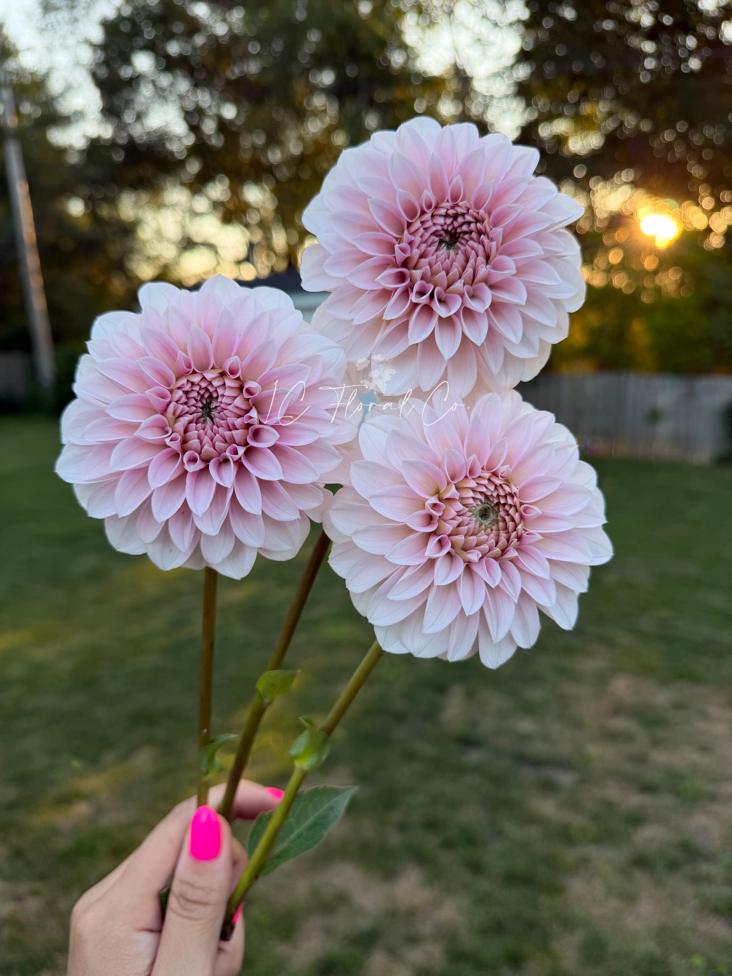 Lilla Lollo Blomstrar