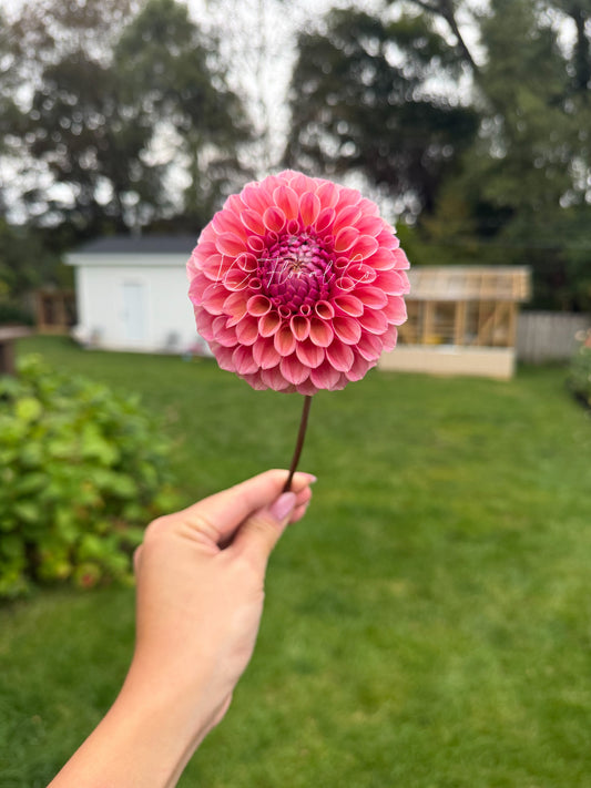 Bracken Rose (American Version)