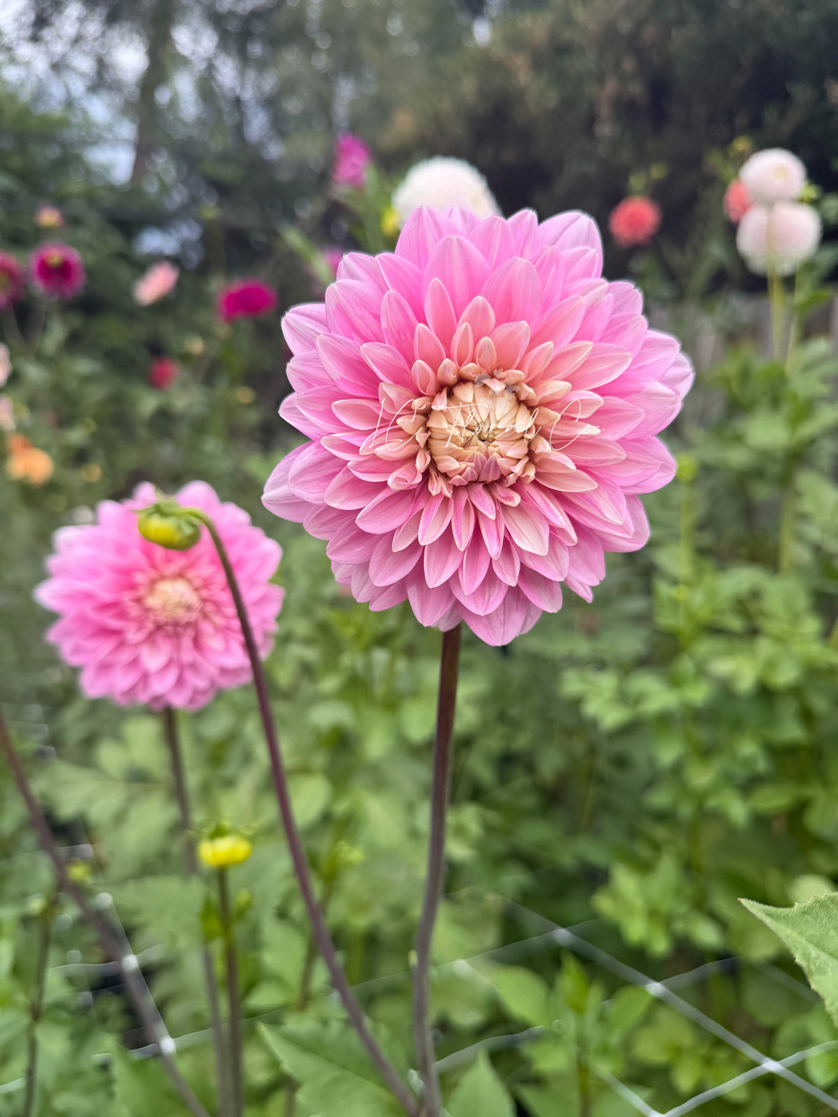 Hapet Rose Dream