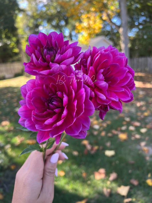 Hollyhill Amethyst