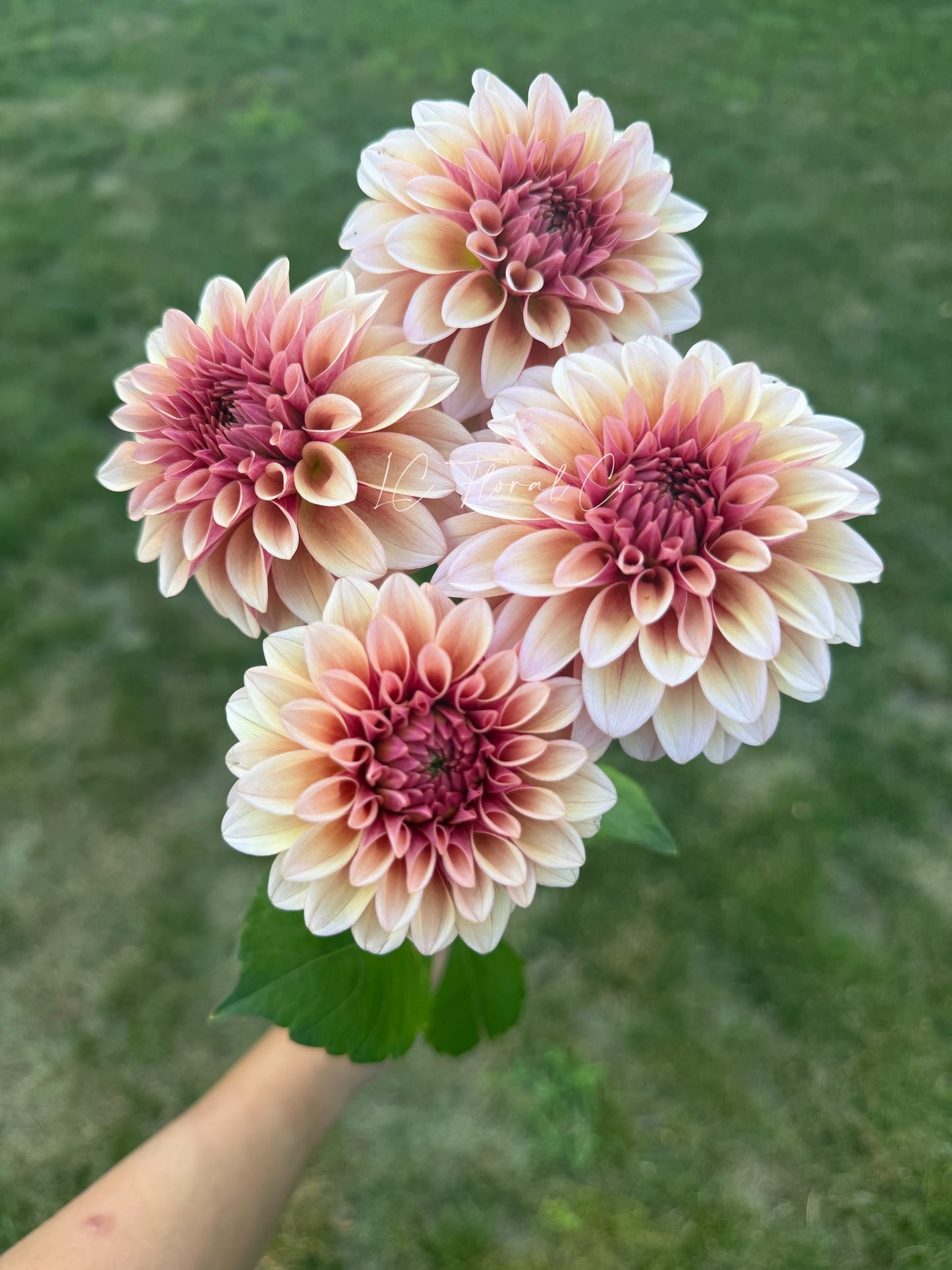 RM Rose Gold